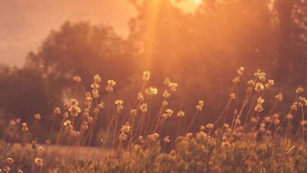 Endocannabinoidsystem