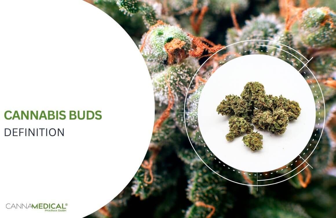 Cannabis Buds definition