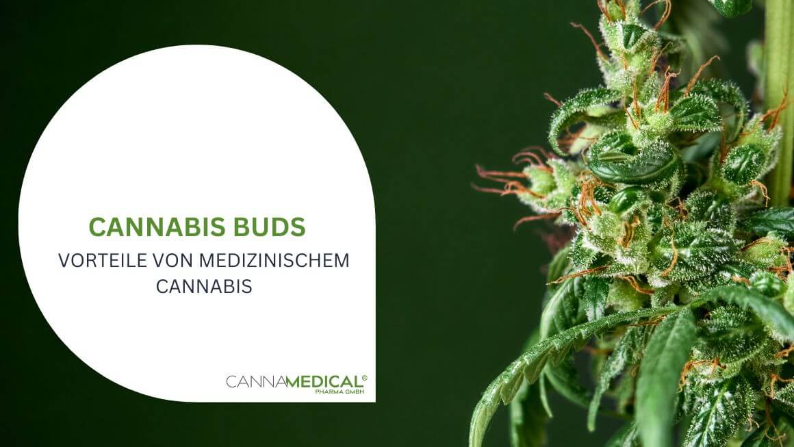 Cannabis Buds medizinisches cannabis