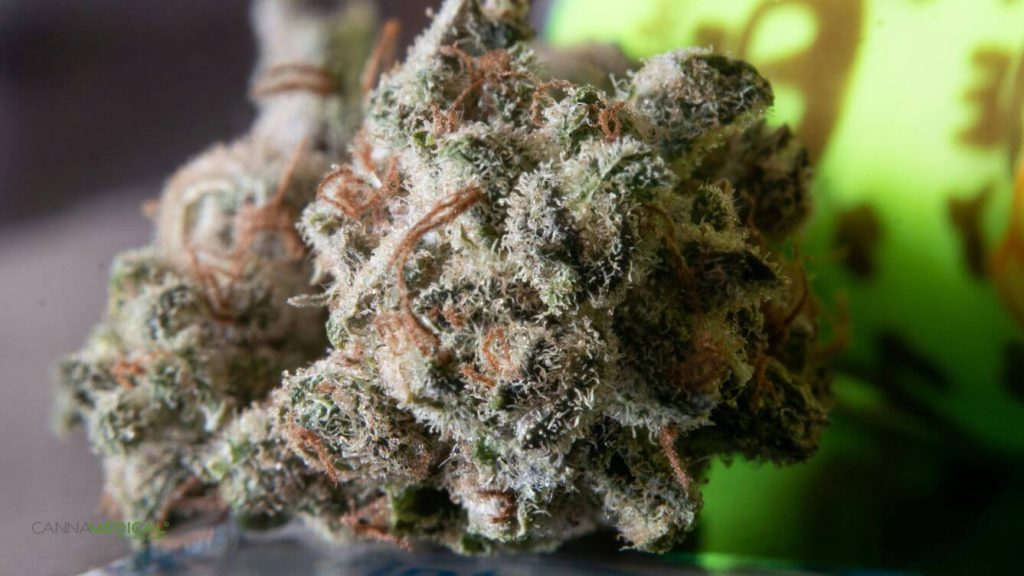 Cannabis Buds titelbild (1337 x 752 px)