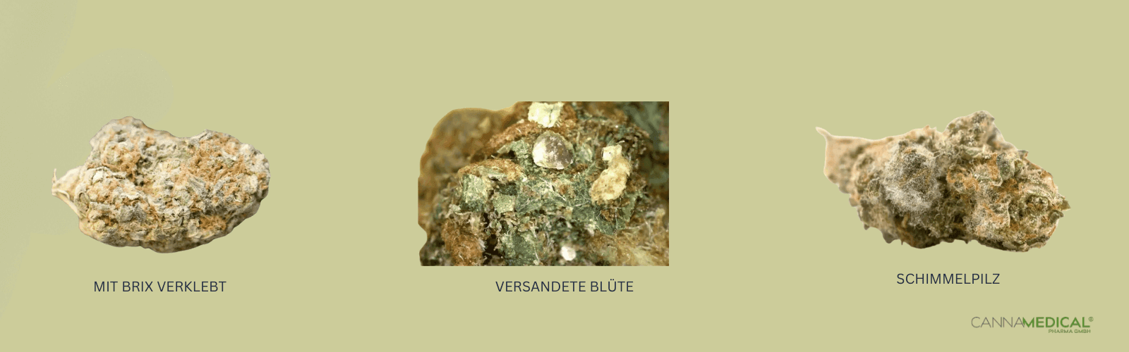 brix schimmelpilz versandete blüte übersicht gestrecktes cannabis