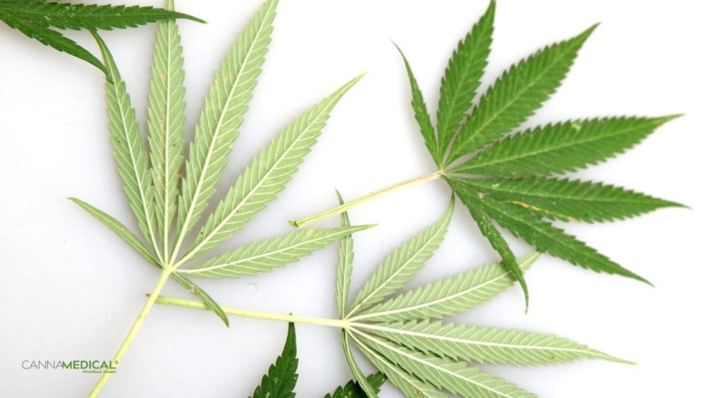 cannabis bei chronischen schmerzen titelbild (1337 x 752 px)