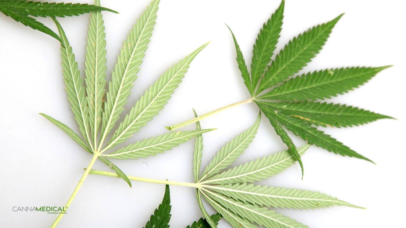 cannabis bei chronischen schmerzen titelbild (1337 x 752 px)