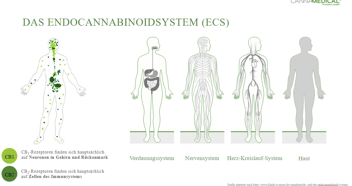 Grafik über das Endocannabinoidystem