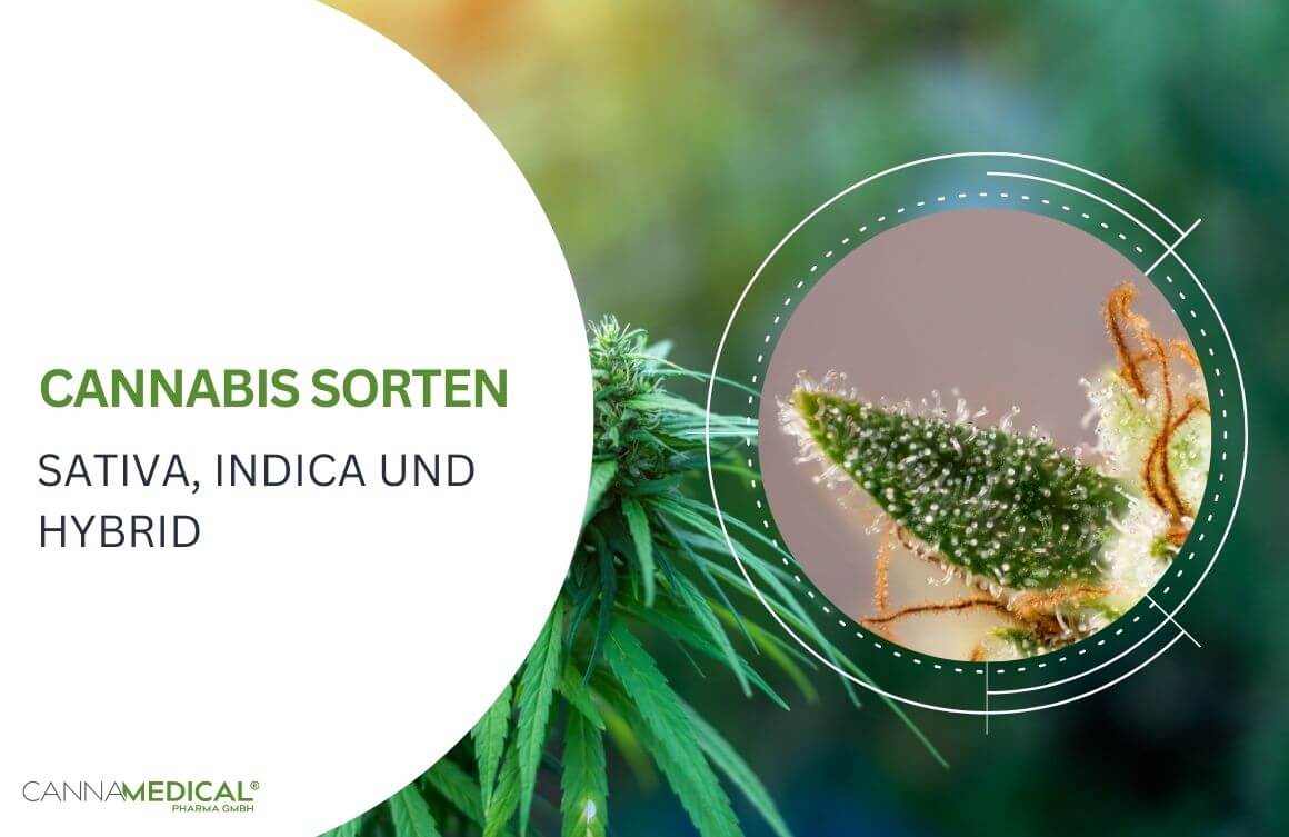 cannabis sorten indica sativa