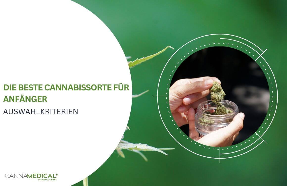 cannabissorte für anfänger auswahlkriterien