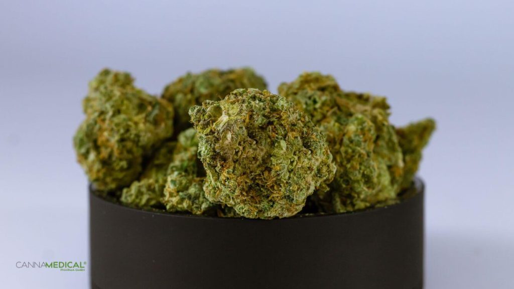 cannabissorte für anfänger titelbild (1337 x 752 px)