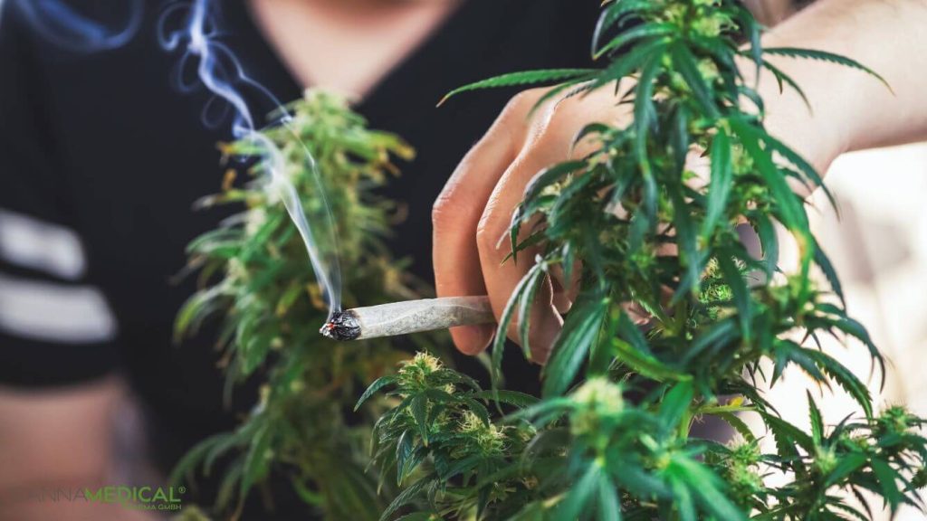 gestrecktes Cannabis