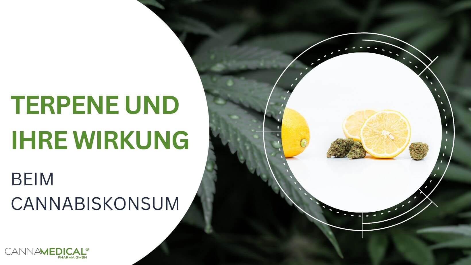 Cannabisblüte und halbe Zitrone
