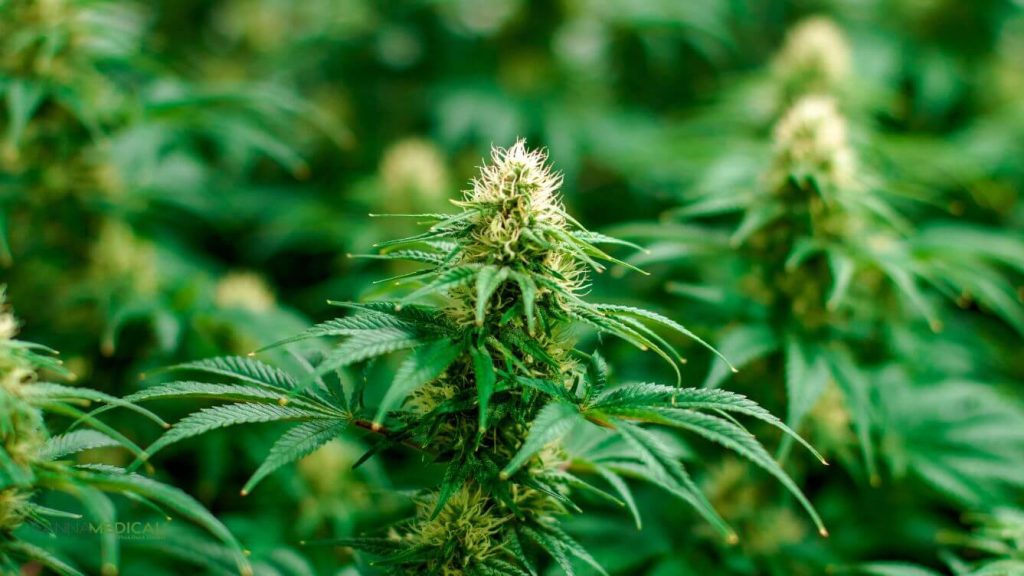 thcv titelbild (1337 x 752 px)