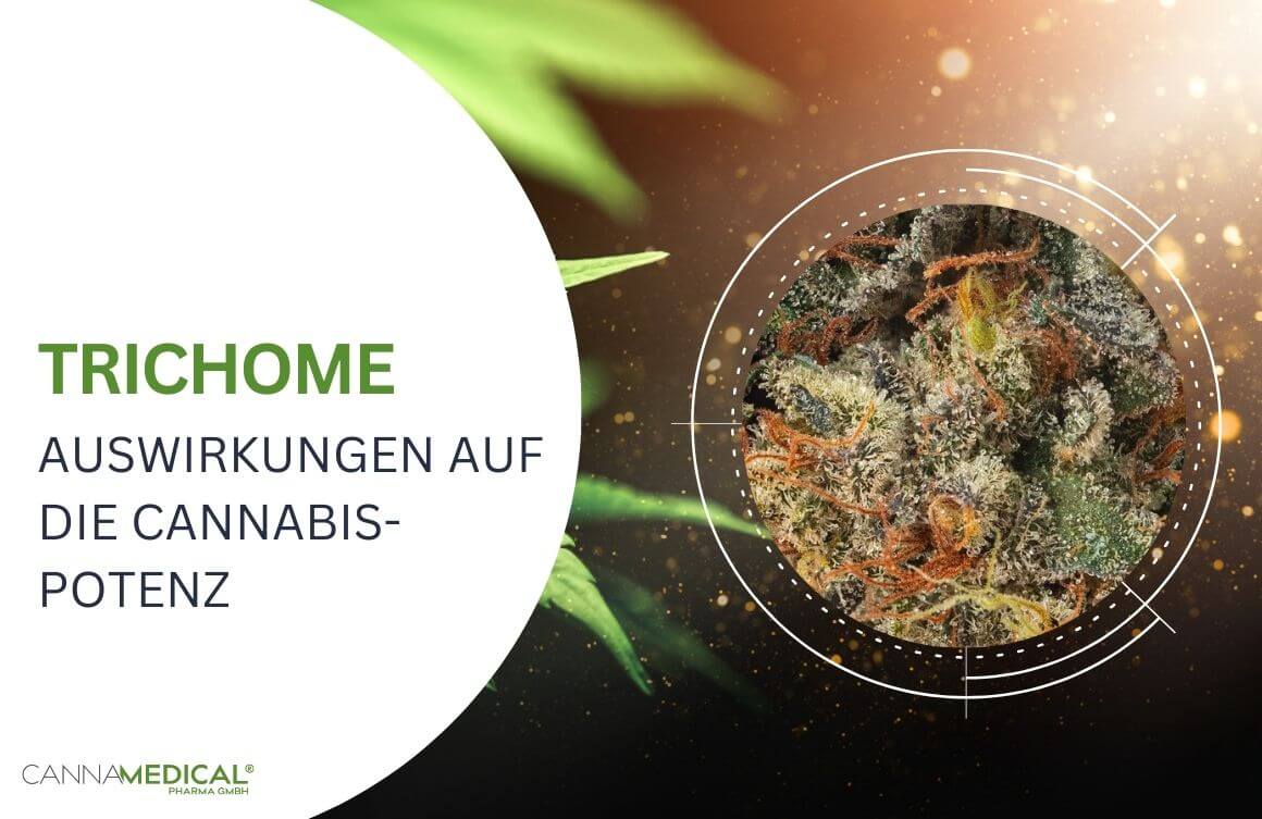 Cannabisblüten mit Trichome in Schale