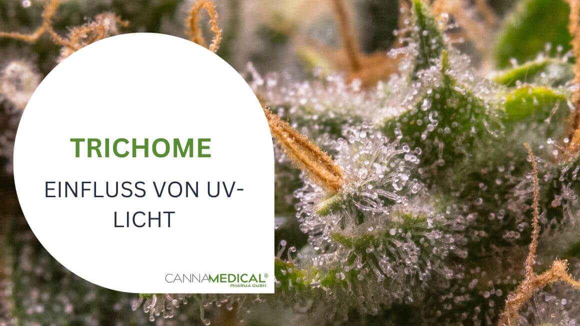 Makroaufnahme Trichome von Cannabis