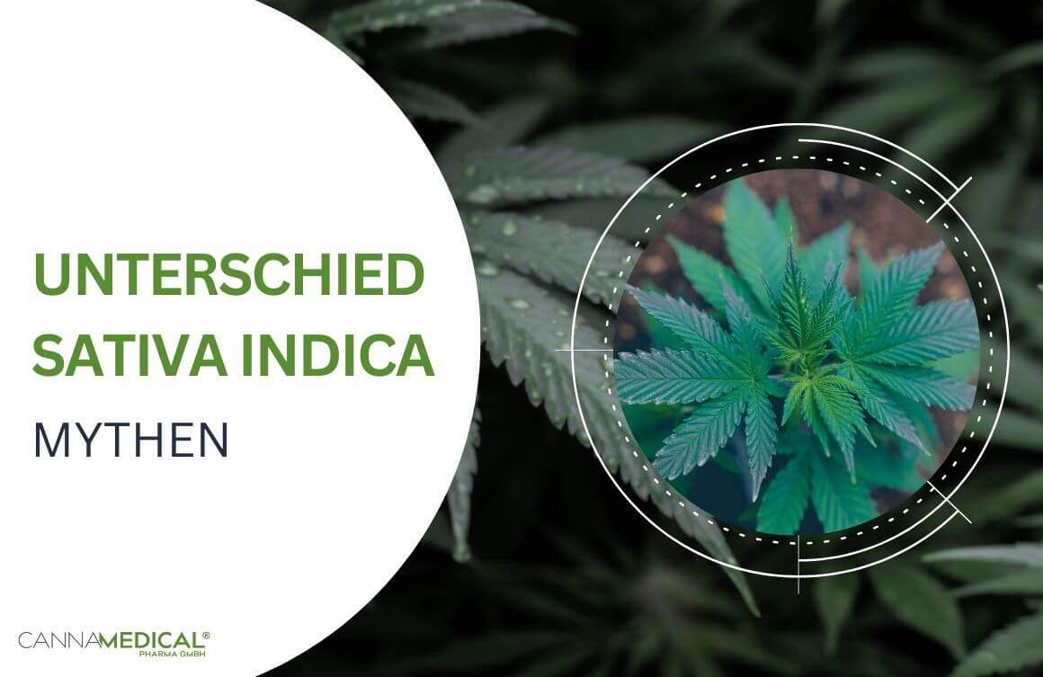 Hanfpflanze von oben