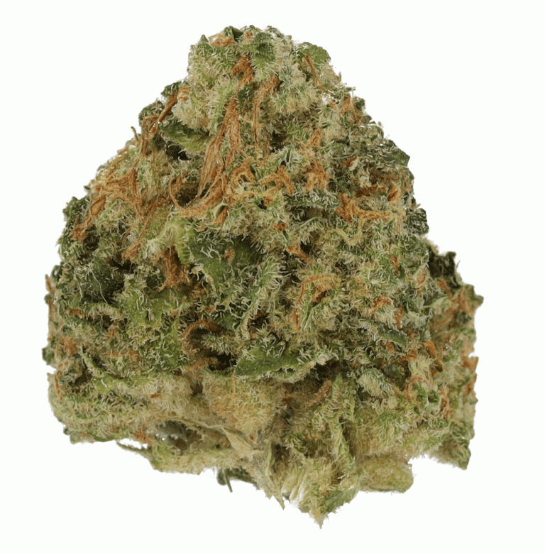 Amsterdam Amnesia